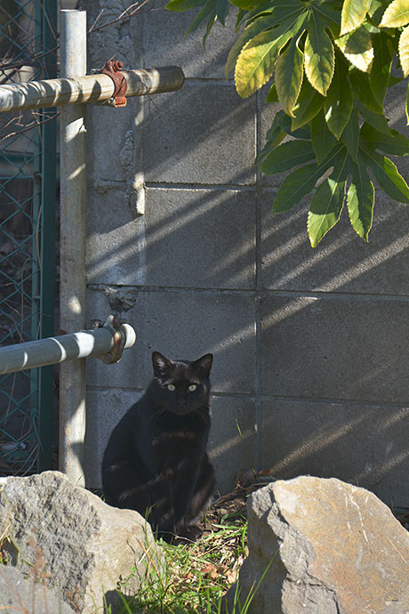太田区のねこ