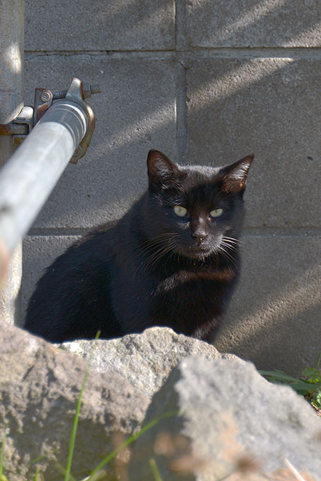太田区のねこ