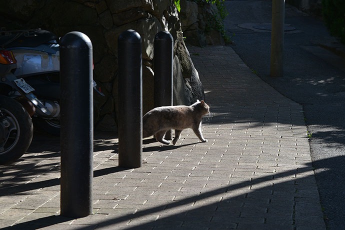 太田区のねこ