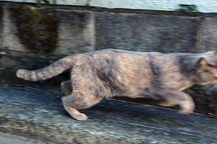 太田区のねこ