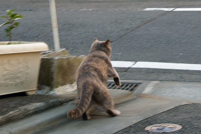 太田区のねこ