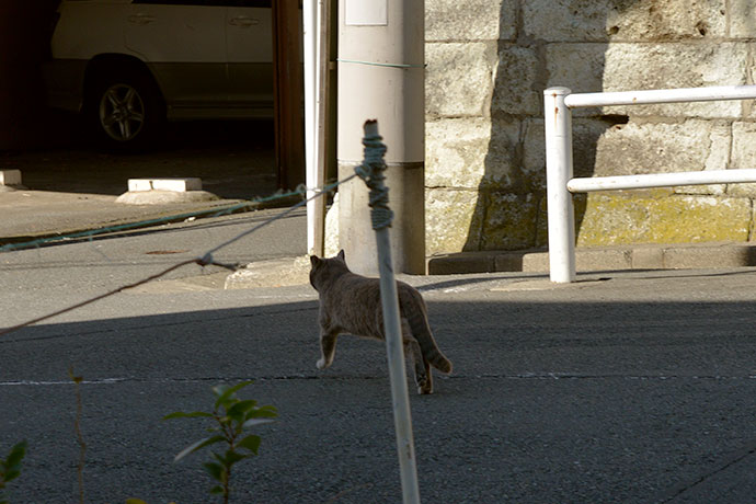 太田区のねこ
