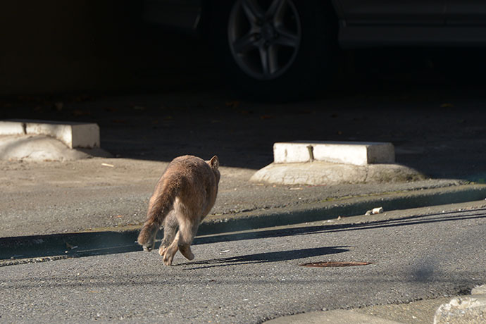 太田区のねこ