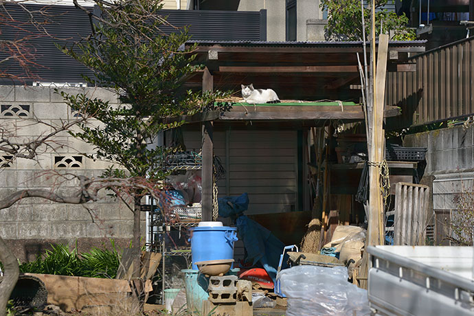 太田区のねこ