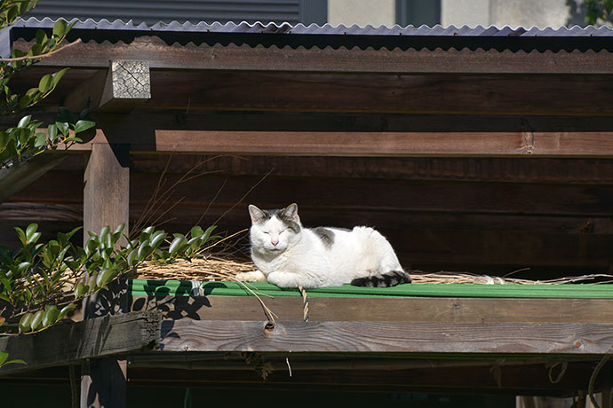太田区のねこ