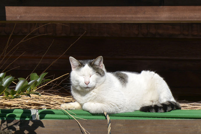 太田区のねこ