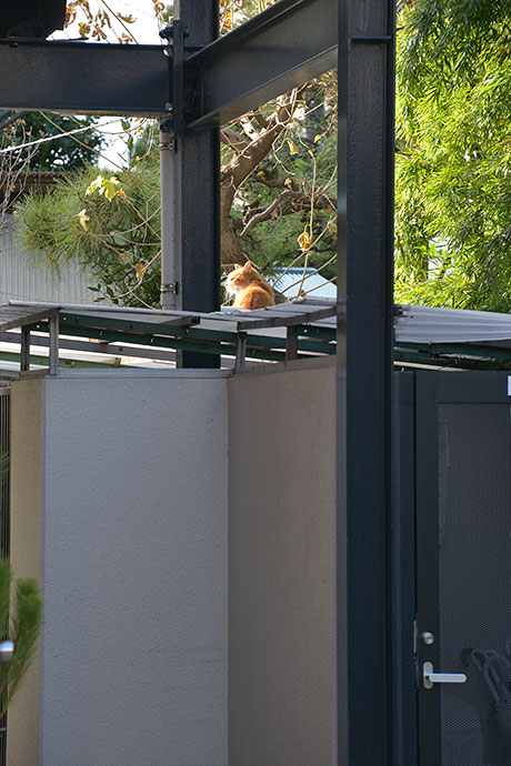 太田区のねこ