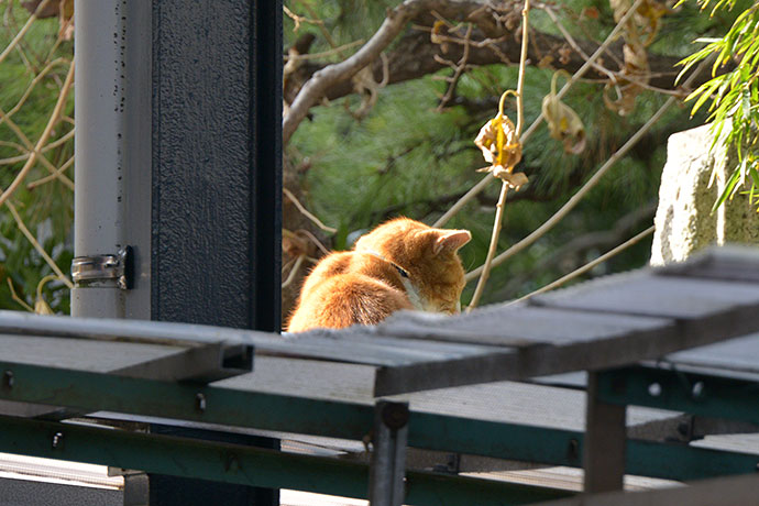 太田区のねこ