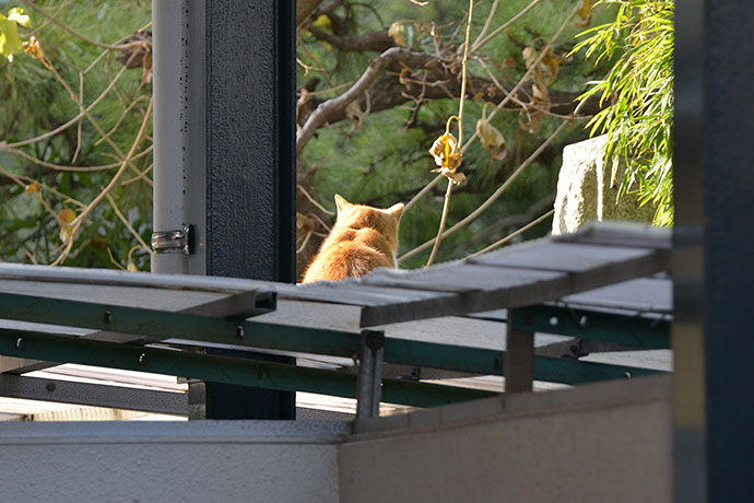 太田区のねこ
