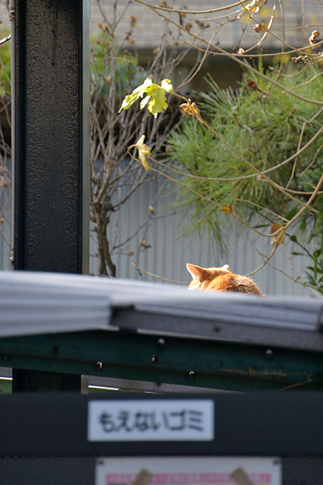 太田区のねこ