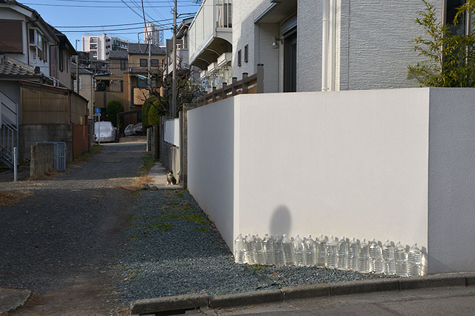 太田区のねこ