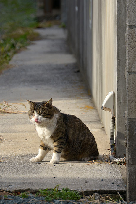 太田区のねこ