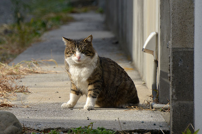 太田区のねこ