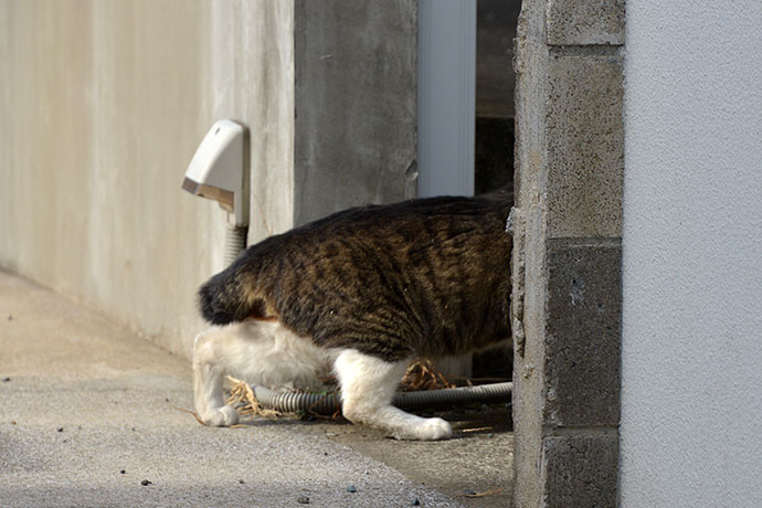 太田区のねこ