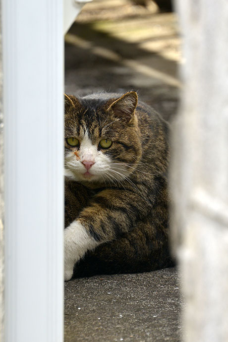太田区のねこ