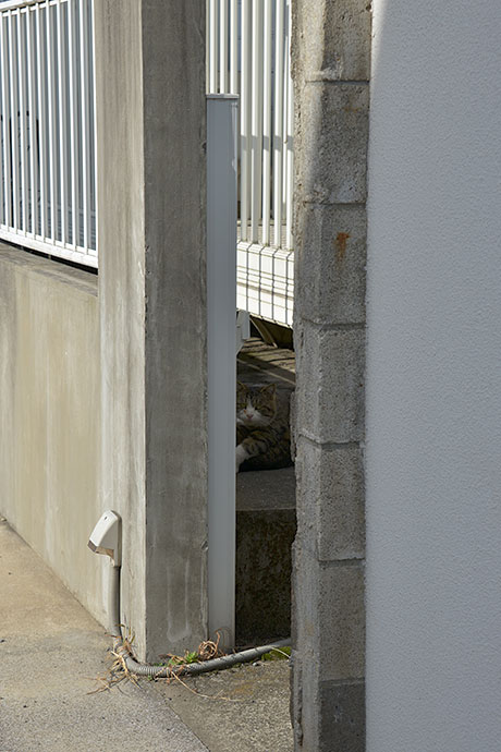 太田区のねこ