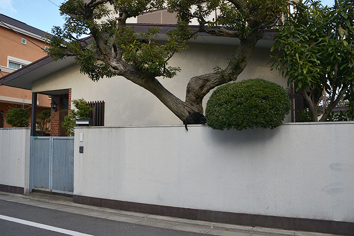 太田区のねこ
