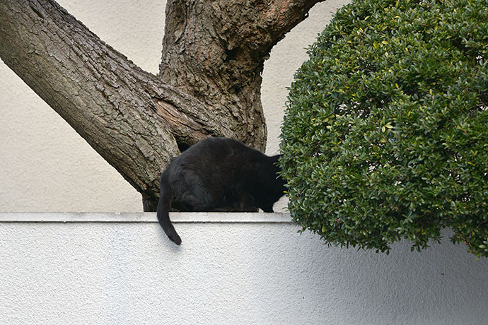 太田区のねこ
