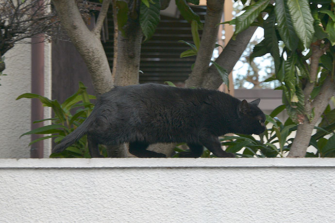 太田区のねこ