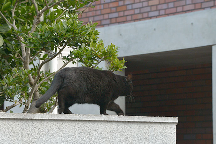 太田区のねこ