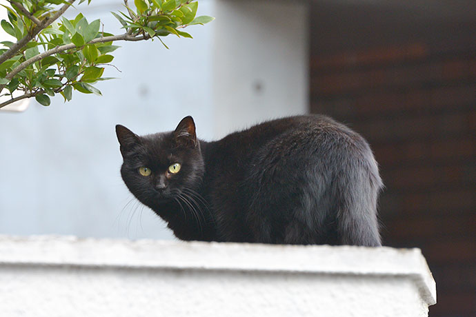 太田区のねこ
