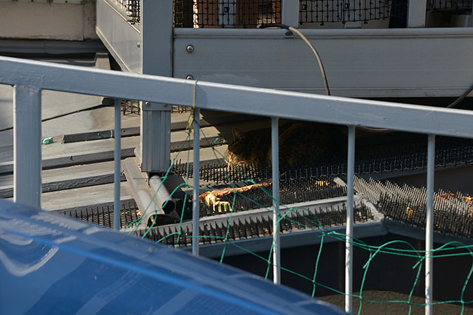 太田区のねこ