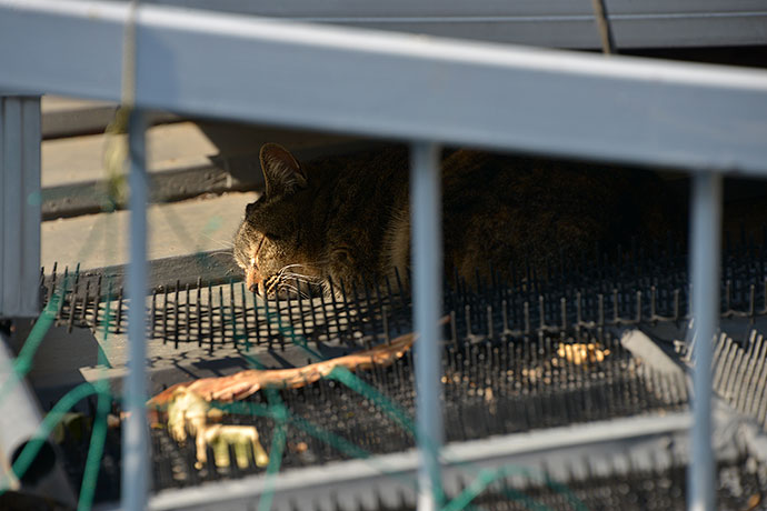 太田区のねこ