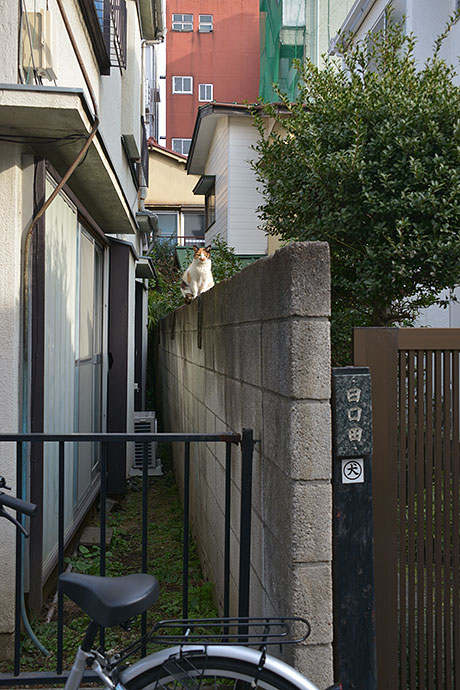 太田区のねこ