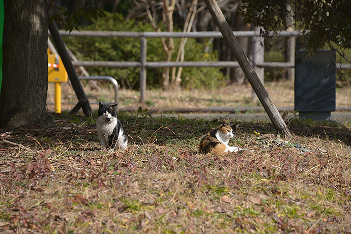 太田区のねこ