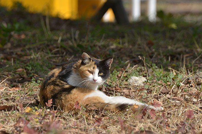 太田区のねこ