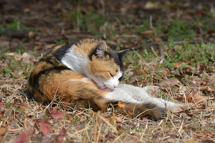 太田区のねこ