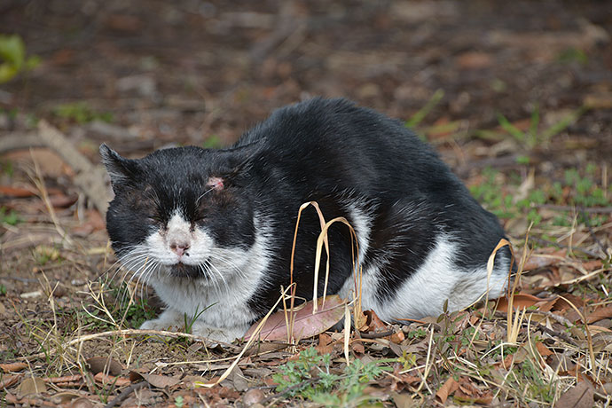 太田区のねこ