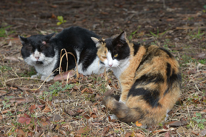 太田区のねこ