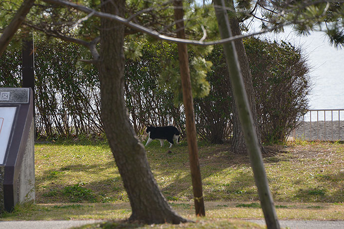 太田区のねこ