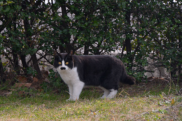 太田区のねこ