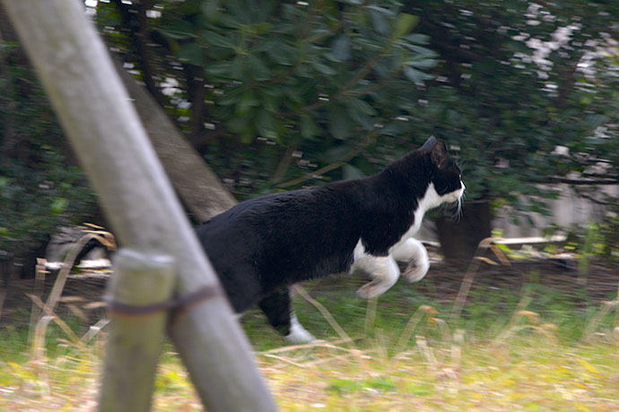 太田区のねこ