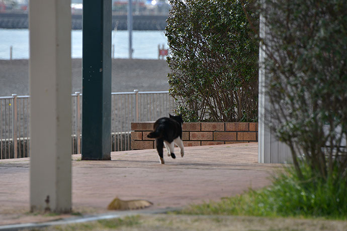太田区のねこ