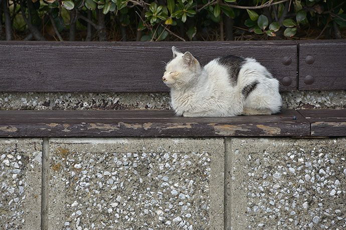 太田区のねこ