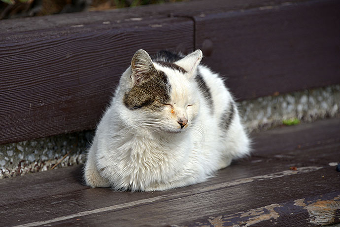 太田区のねこ