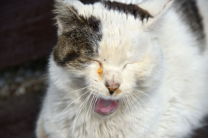 太田区のねこ