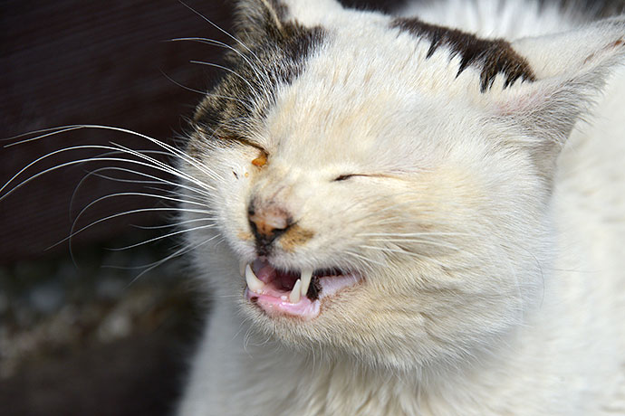 太田区のねこ