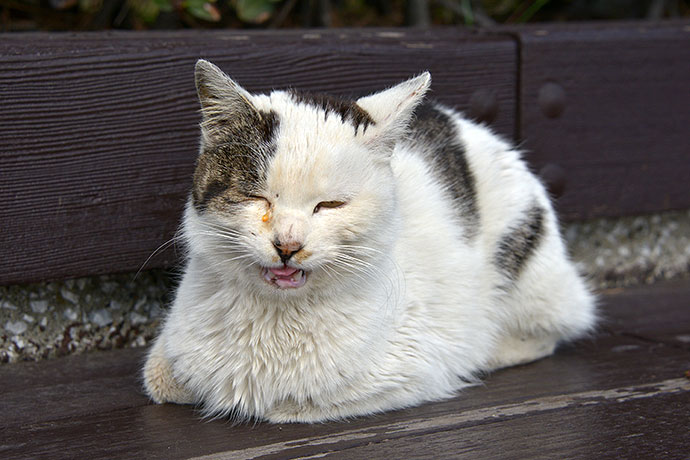太田区のねこ