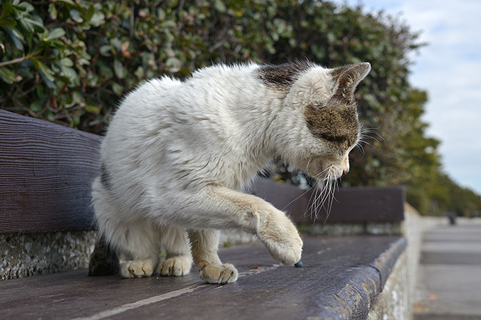 太田区のねこ