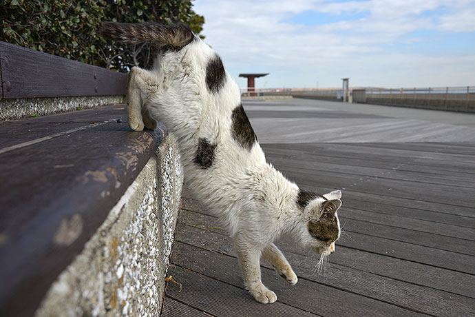太田区のねこ