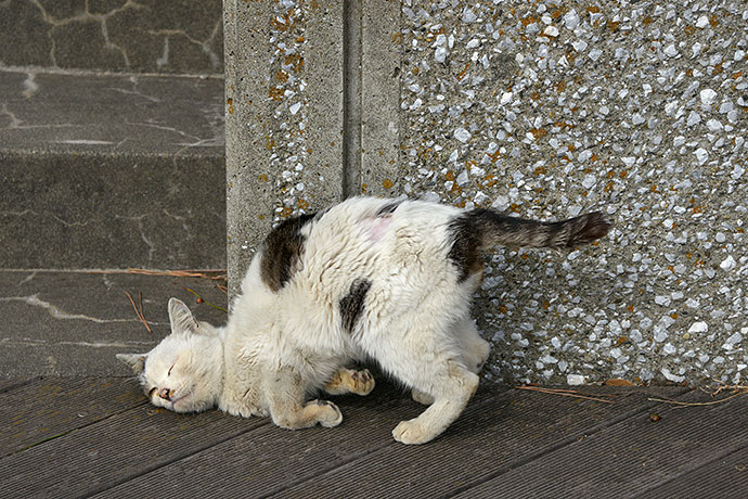 太田区のねこ