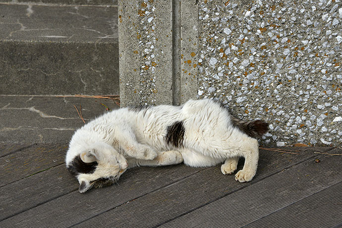 太田区のねこ