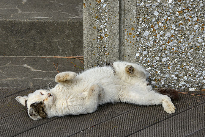太田区のねこ