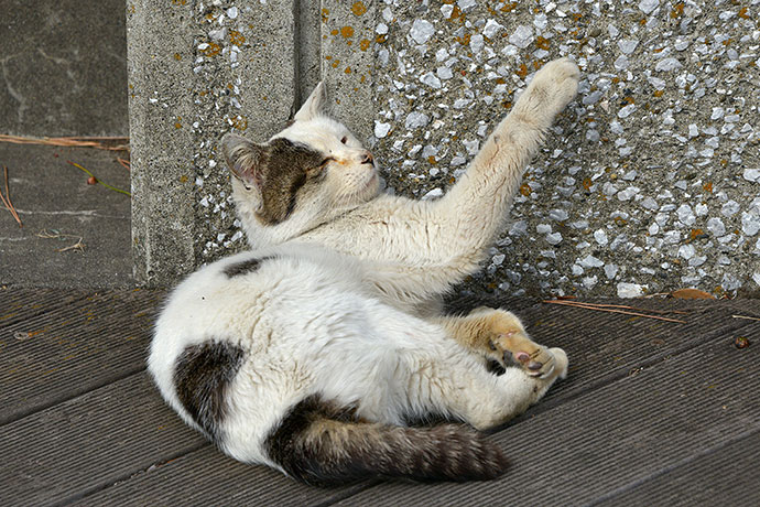 太田区のねこ