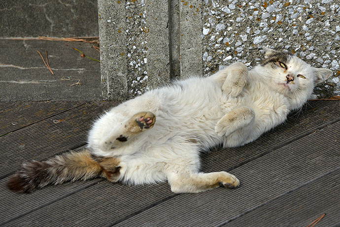 太田区のねこ