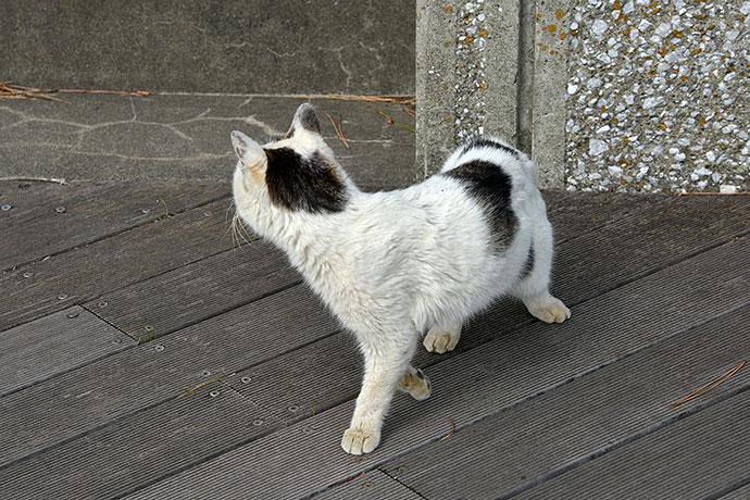 太田区のねこ